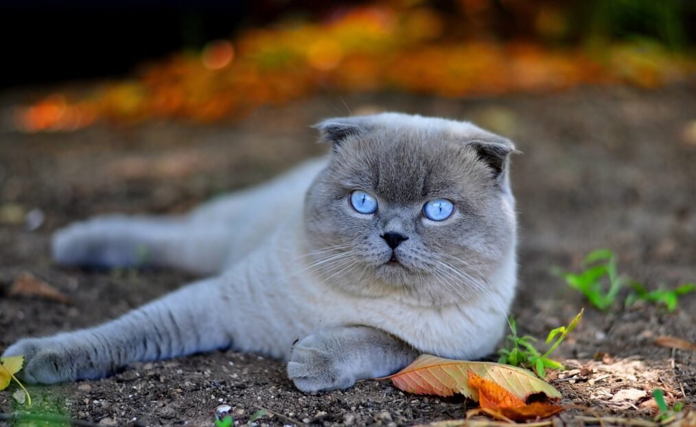 Gato Scottish Fold