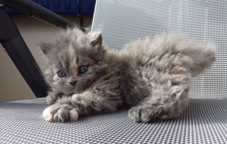 Gato Selkirk Rex