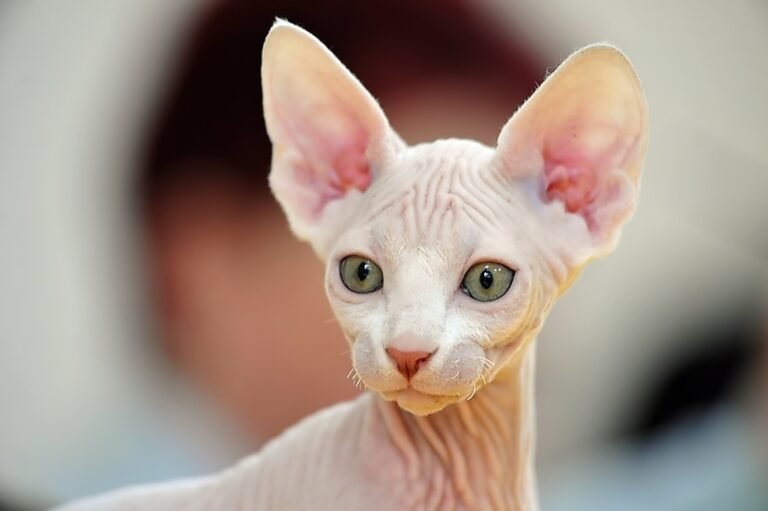 Gato Sphynx - gato esfinge