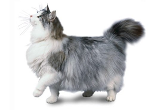 Norwegian Forest Cat