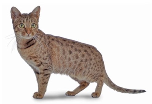 Ocicat