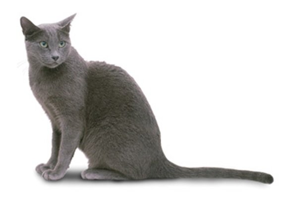 Russian Blue cats