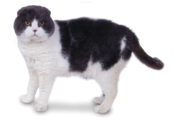 Scottish Fold cats