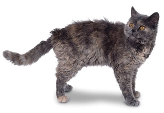 Selkirk Rex cats