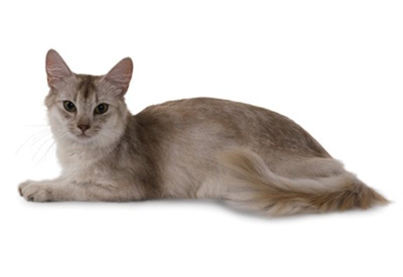 Somali cat