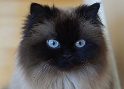 los ojos de Gato Siamés