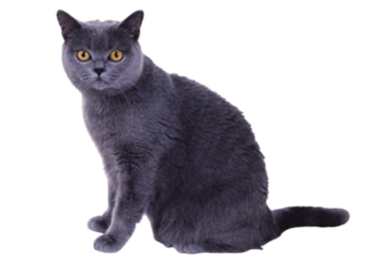 gatos Chartreux