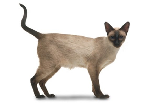 siamese cat