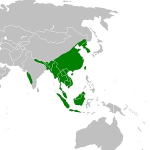 Distribución y hábitat del gato Prionailurus Bengalensis