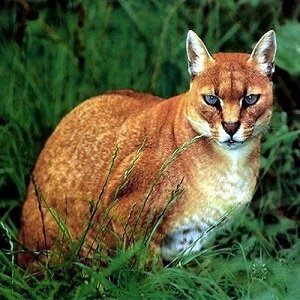 Gato Dorado Africano Caracal aurata