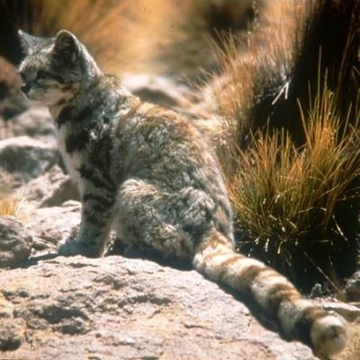 Andean Mountain Cat_Leopardus jacobita