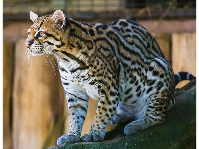 Apariencia del Leopardo nublado