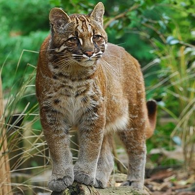 Asian golden cat_Catopuma Temminckii