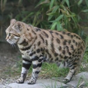 Black-footed cat_Felis Nigripes