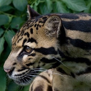 Borneo clouded leopard_Neofelis diardi