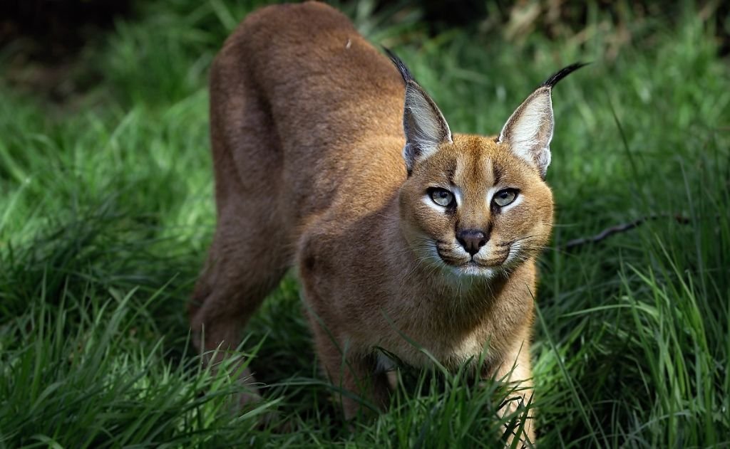 Caracal Aurata-Gato Dorado Africano