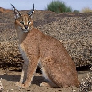 gato caracal as pet