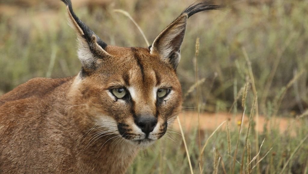 Caracal-Gato Caracal as pet