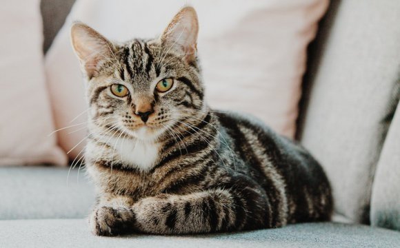 Características de los gatos domesticos