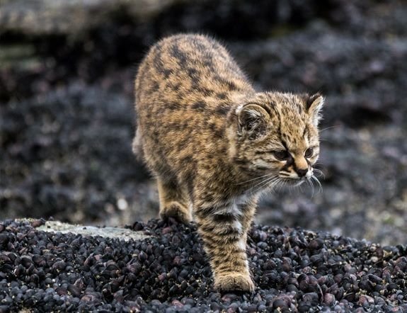 Características físicas del Gato chileno