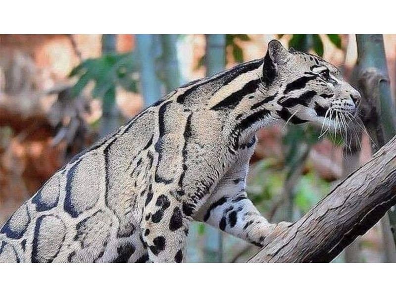 Características físicas del Leopardo nublado