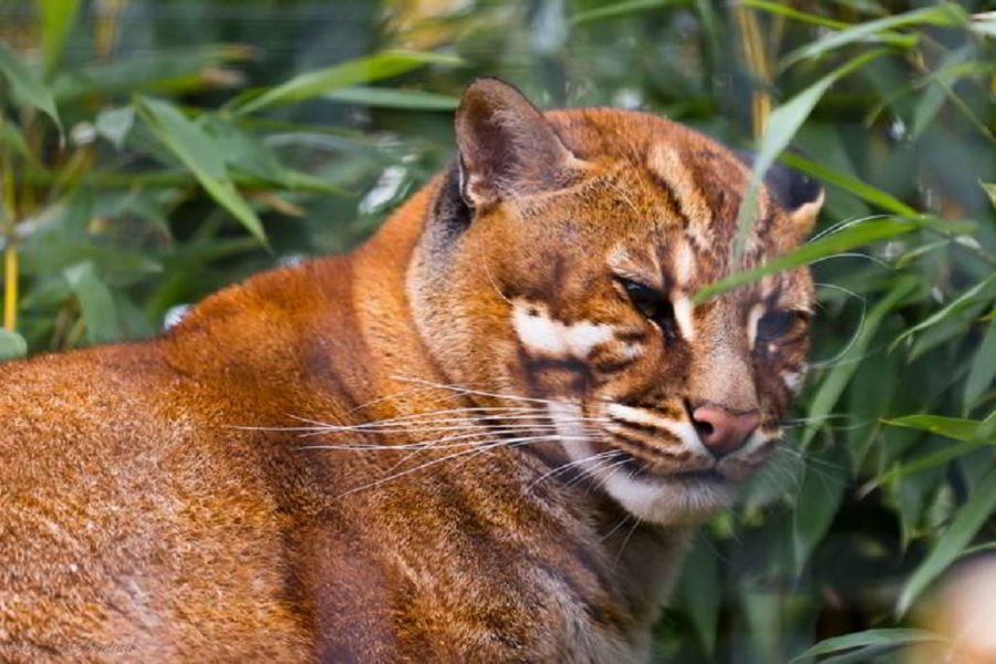 Catopuma Temminckii-Gato Dorado Asiático