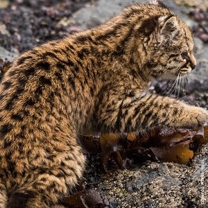 Chilean cat or Kodkod_Oncifelis Guigna