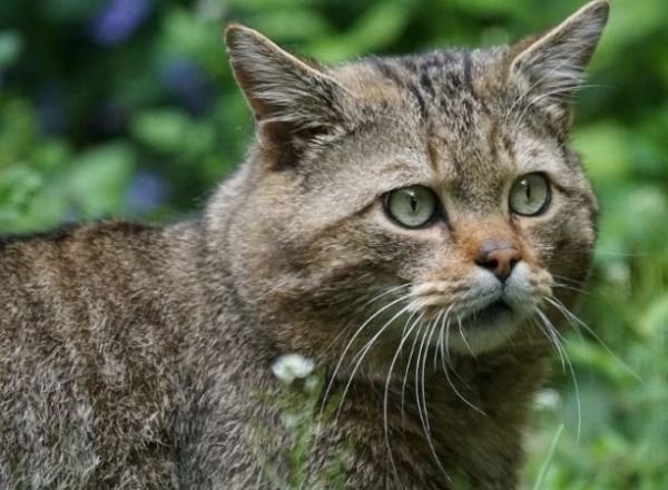 Comportamiento del Gato montés chino