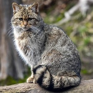 European wild cat_Felis Silvestris