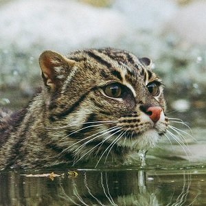 Fishing cat_Prionailurus Viverrinus .