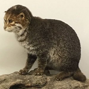 Flat-headed cat_Prionailurus Planiceps