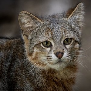 Gato Colocolo