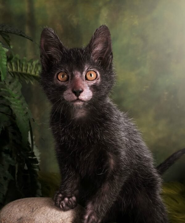 Gato Lobo o Lykoi