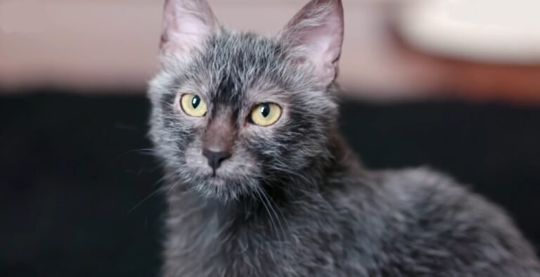 Gato Lykoi