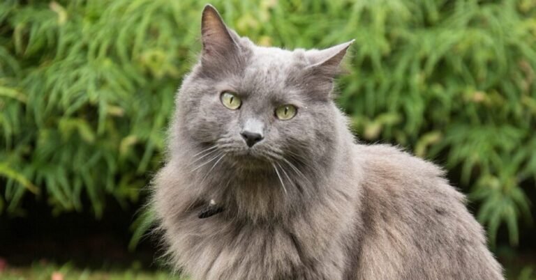 Gato Nebelung