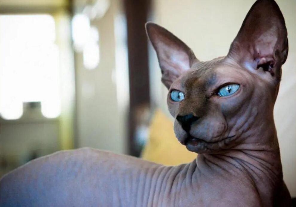 Gato Peterbald