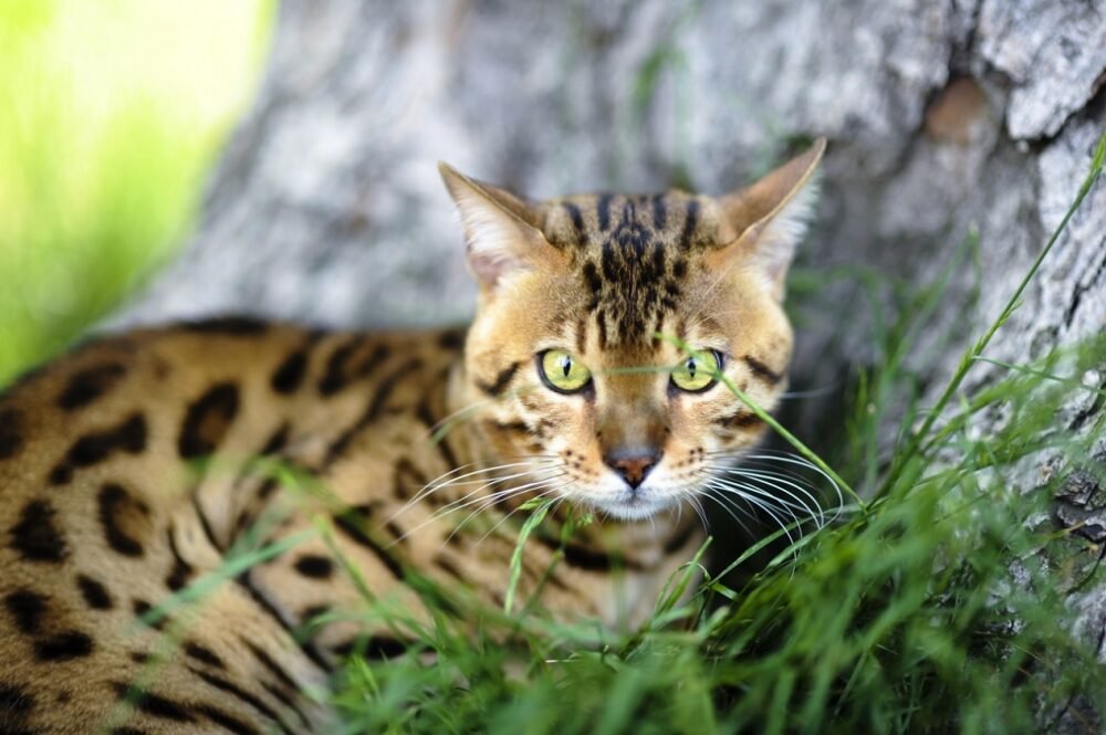 Gato Serengeti