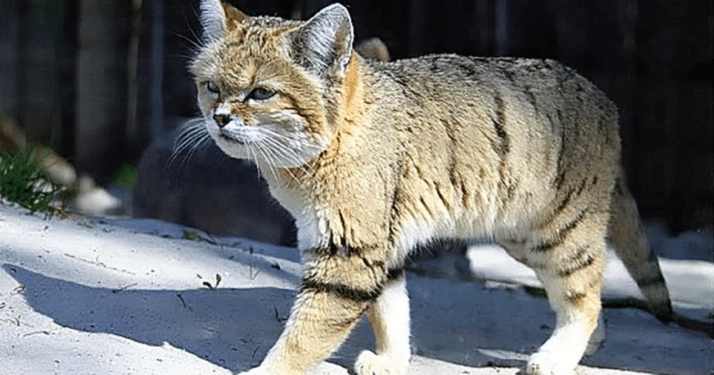 Gato montés chino