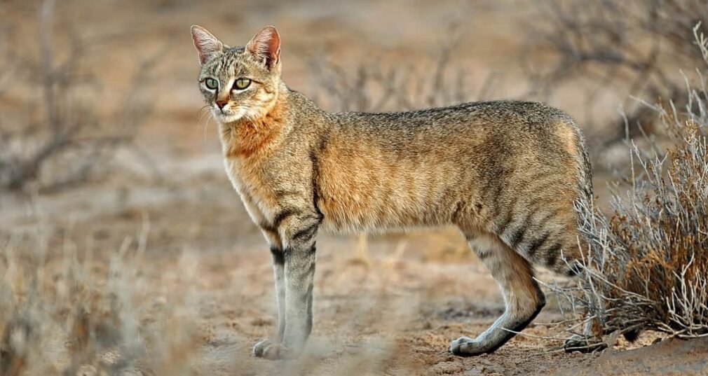 Felis silvestris lybica-Gato salvaje africano