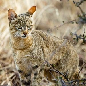 Gatos-salvajes-africanos-African-wild-cat_Felis-Silvestris-Libyca