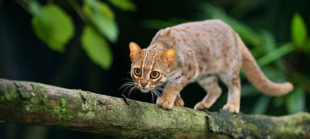 Felinos salvajes 40 especies conocidas