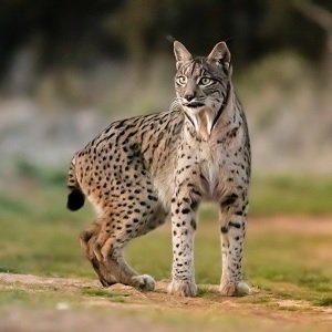 Iberian Lynx (Lynx pardinus