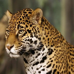 Jaguar_Panthera Onca