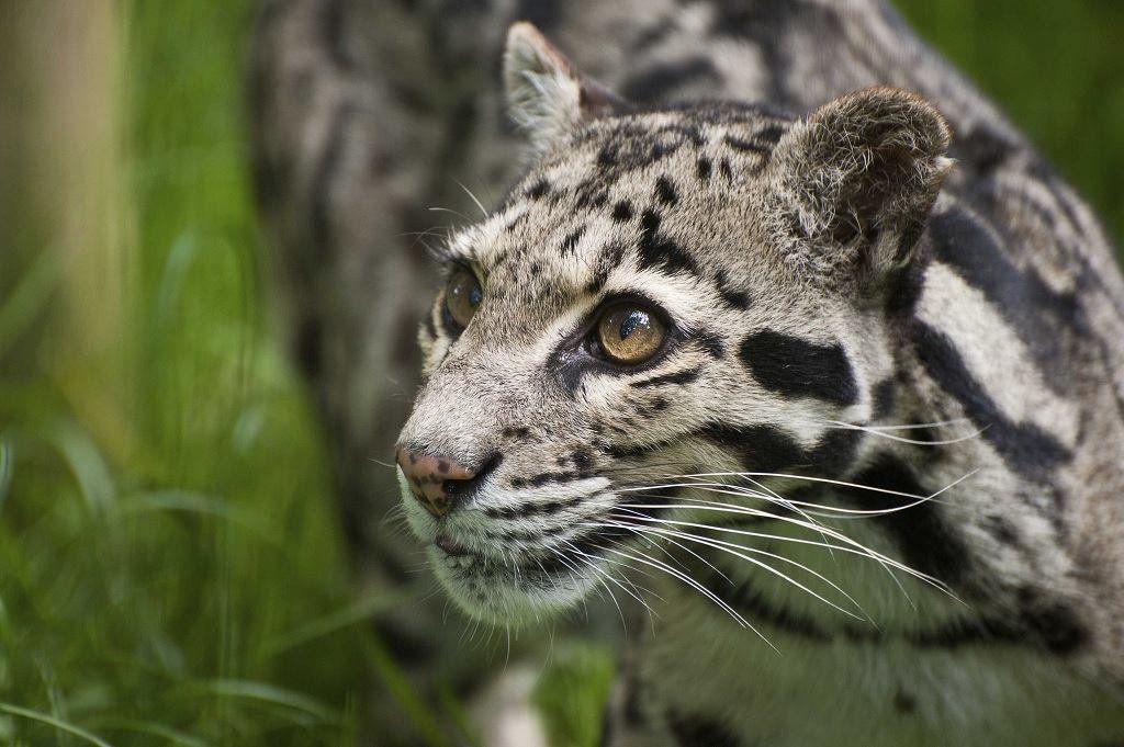 Leopardo nublado-Neofelis Nebulosa