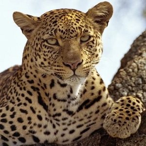 Leopardo