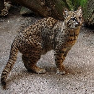 Leopardus Geoffroy cat_Oncifelis Geoffroyi