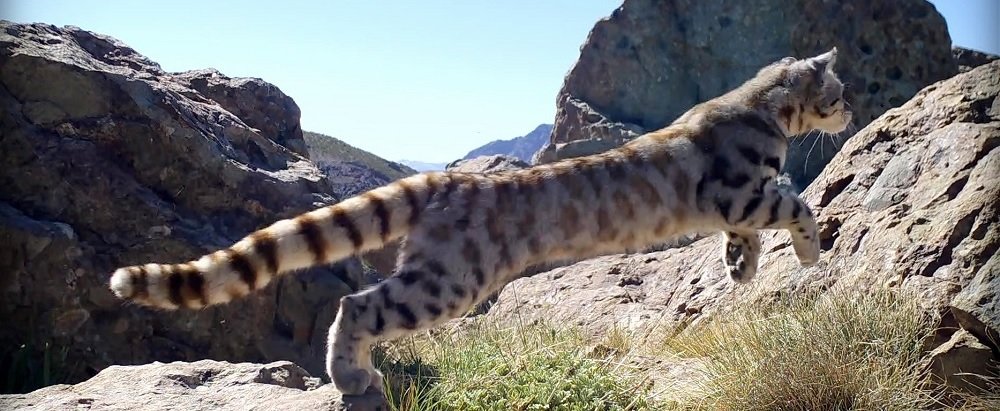 Leopardus Jacobita- Gato Andino