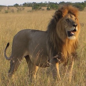 Lion_Panthera Leo