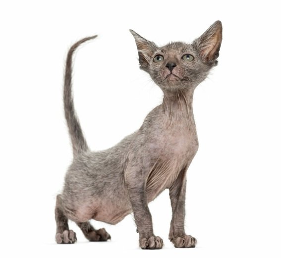 Lykoi (gato lobo)