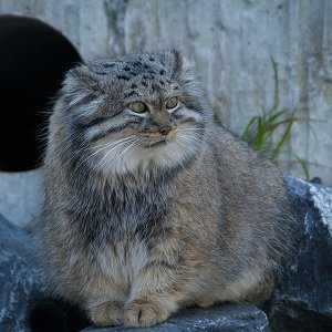 Manul or Pallas cat_Otocolobus manul